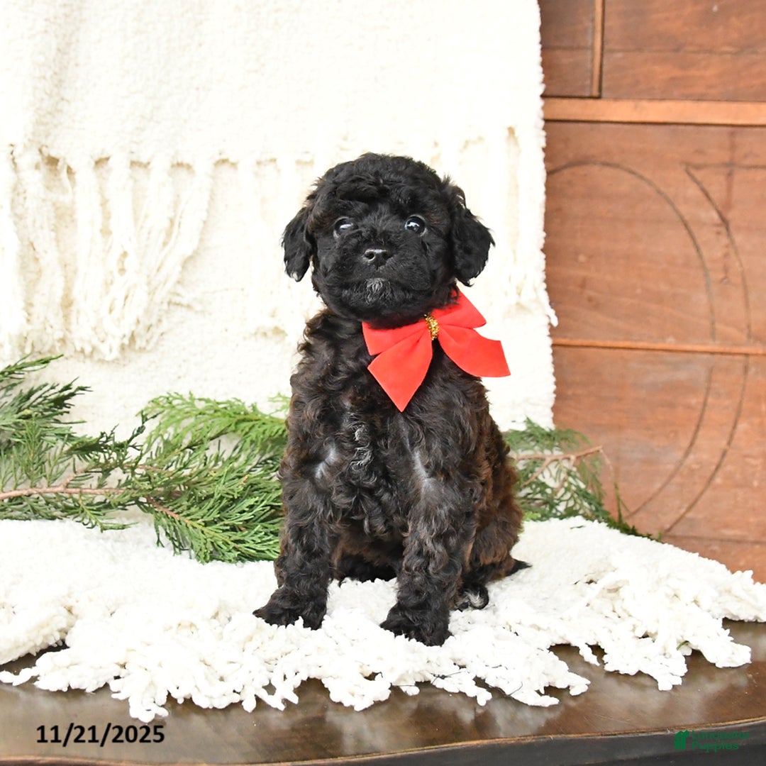 Toy Poodle dogs for sale: Bandit - Ad 2