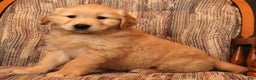 Golden Retriever dogs for sale: Rudolph - Ad 9