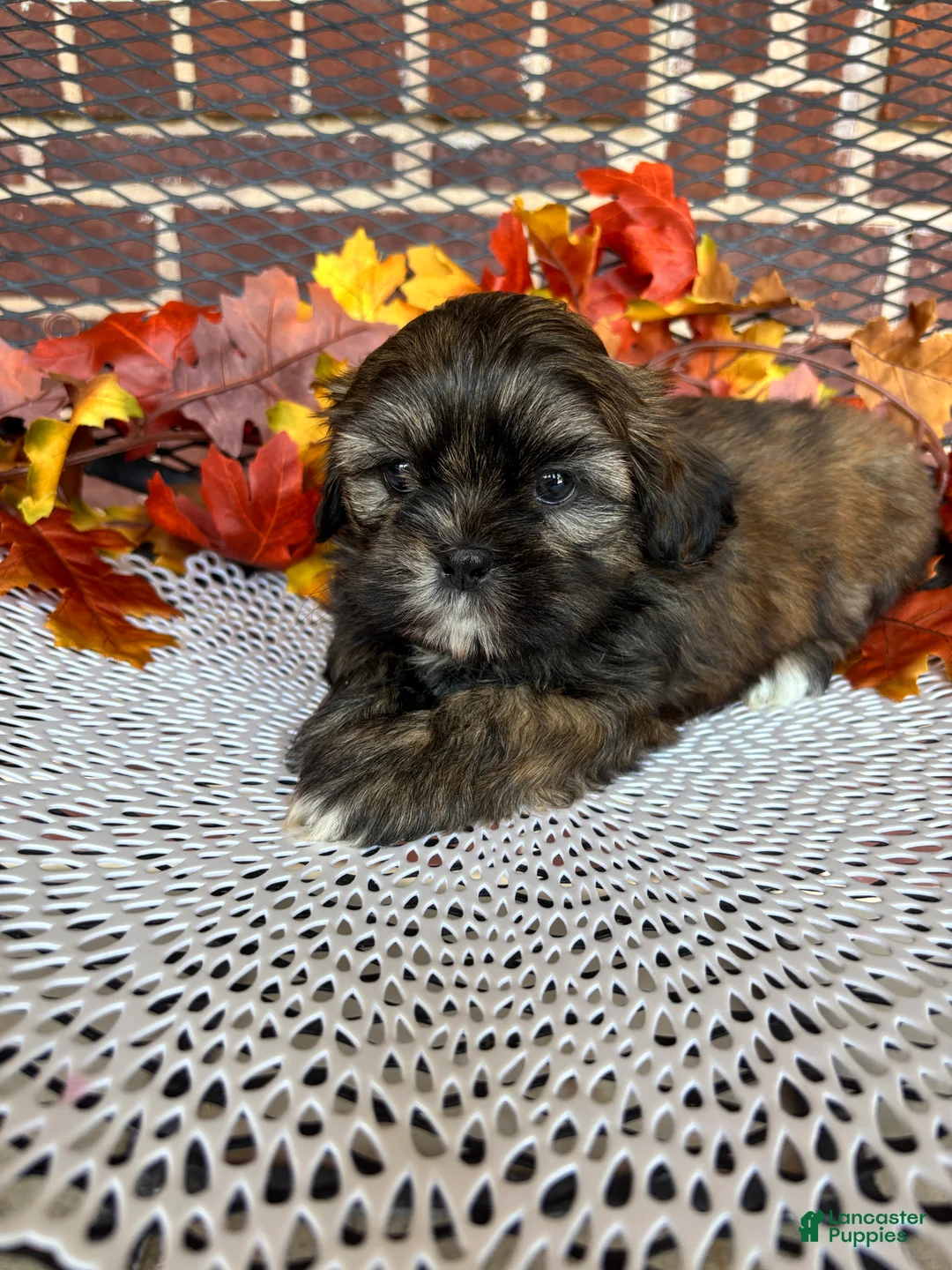 Shih Tzu dogs for sale: Shih Tzu 2 - Ad 2