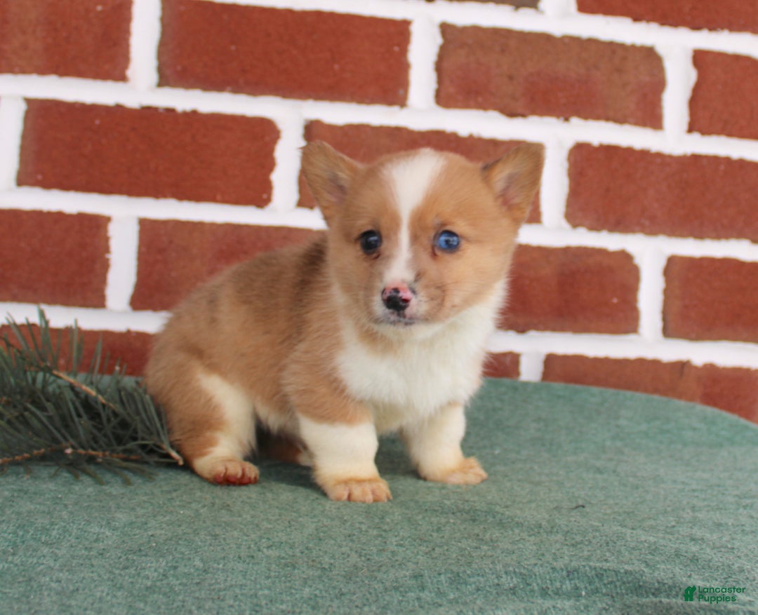 Welsh Corgi Pembroke dogs for sale: Justin - Ad 3