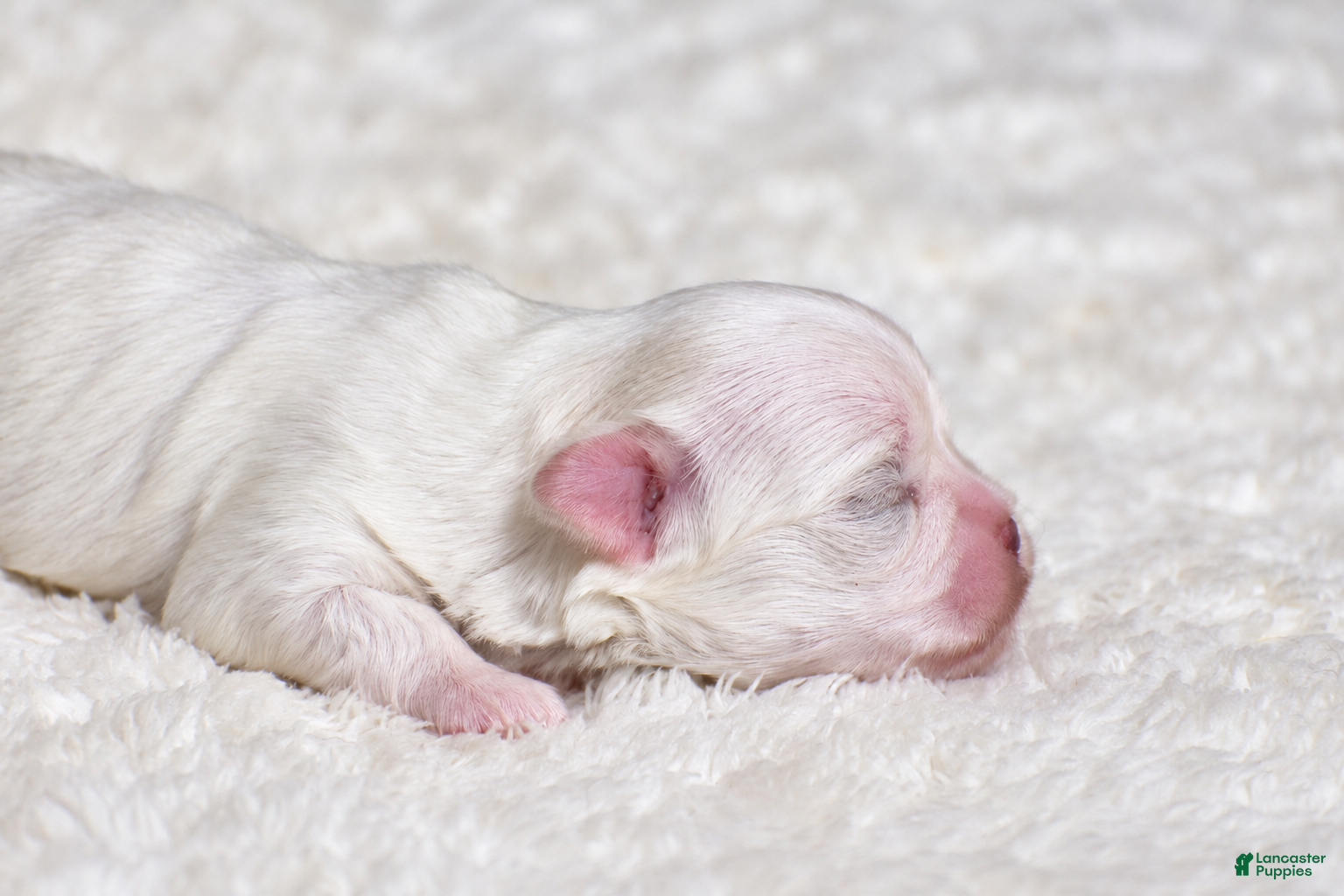 Maltese dogs Nancho - Teacup - Ad 2
