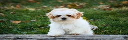 Shihpoo dogs for sale: Fargo - Ad 5