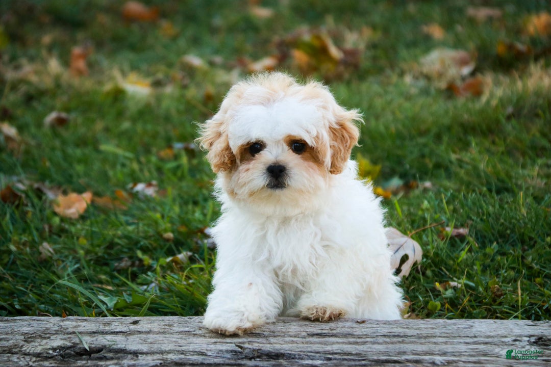 Shihpoo dogs for sale: Fargo - Ad 5