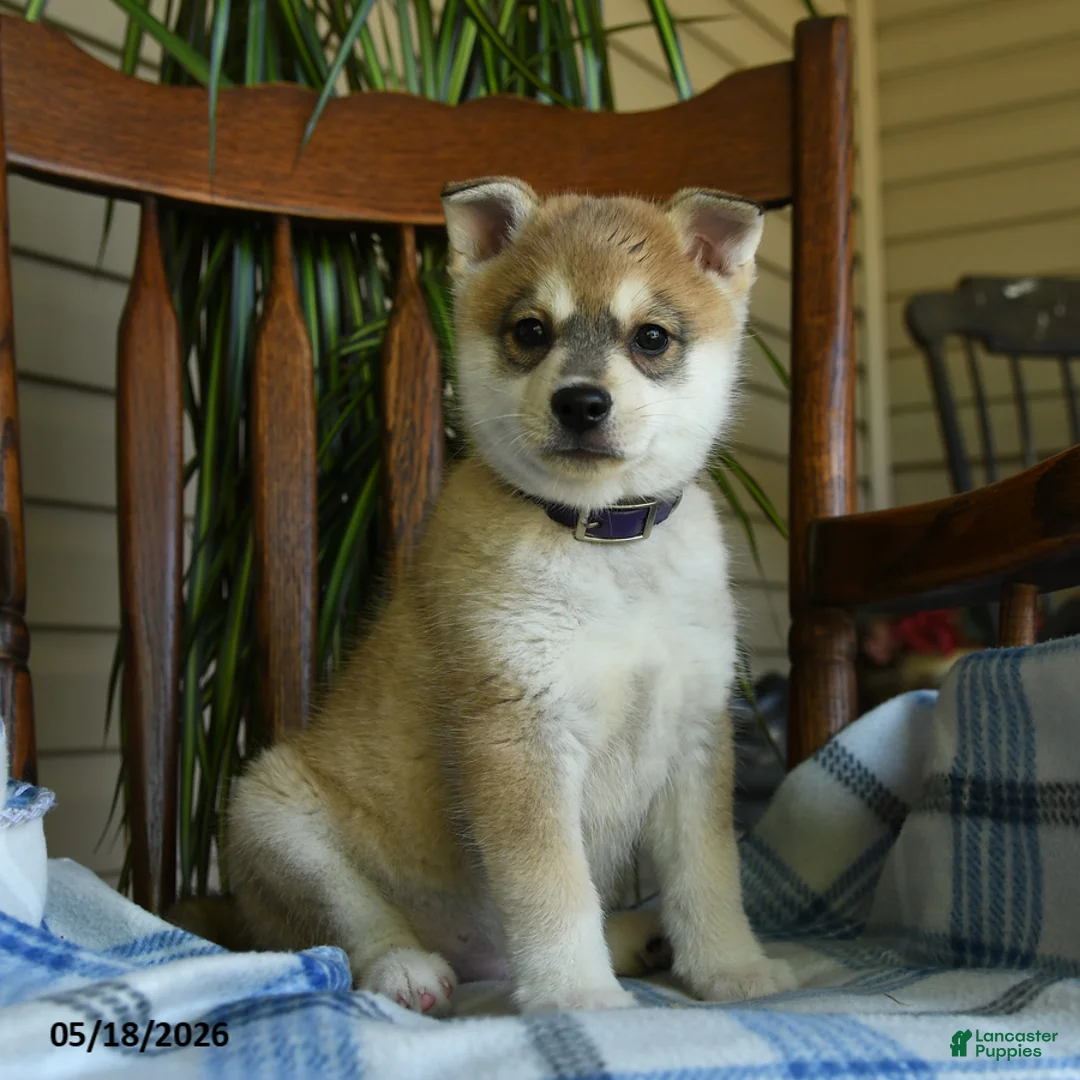 Alaskan Klee Kai dogs for sale: Danny - Ad 1
