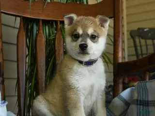 Alaskan Klee Kai dogs for sale: Danny - Ad 4