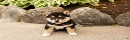 Shiba Inu dogs for sale: Melanie  - Ad 1