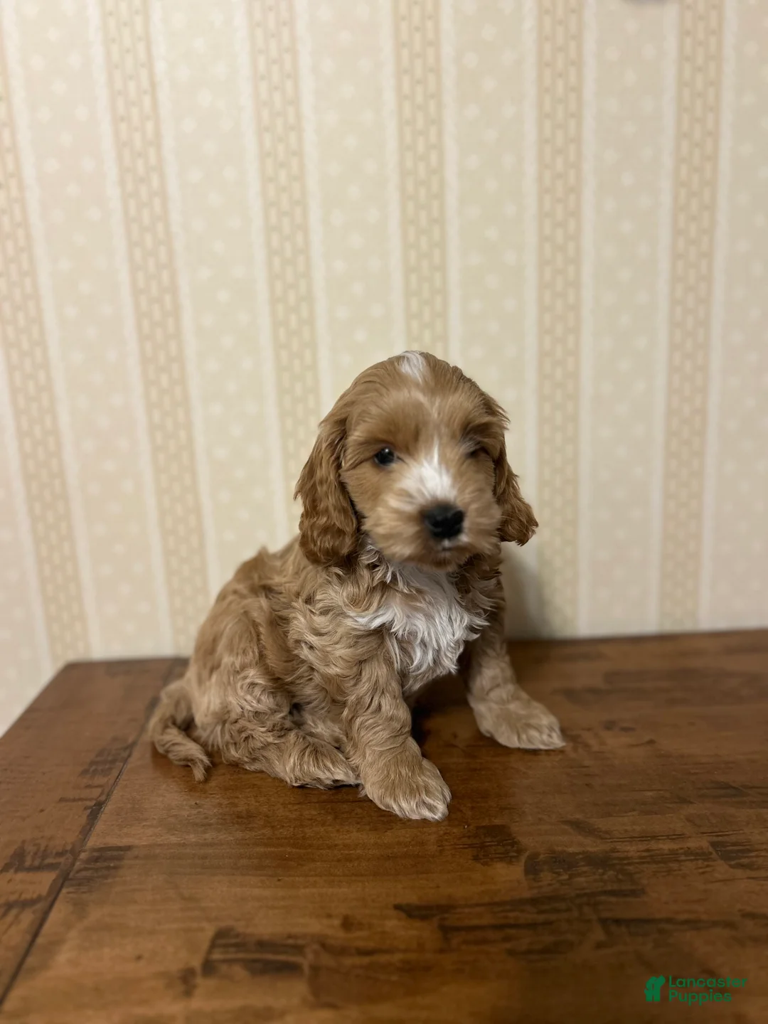 Cockapoo dogs for sale: Chip  - Ad 1