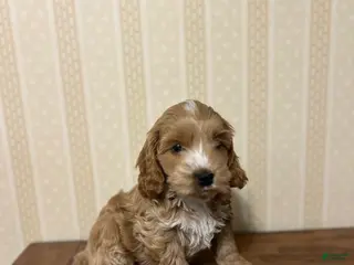 Cockapoo dogs for sale: Chip - Ad 1