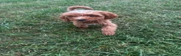Cockapoo dogs for sale: Brown Boy - Ad 4