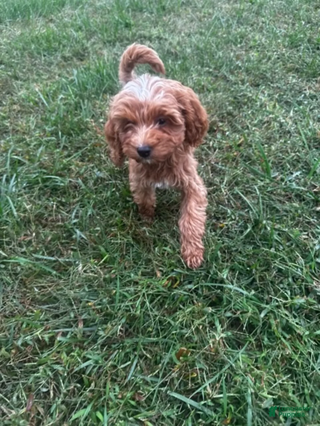 Cockapoo dogs for sale: Brown Boy - Ad 4