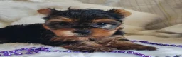 Yorkshire Terrier dogs for sale: Lilly - Ad 4