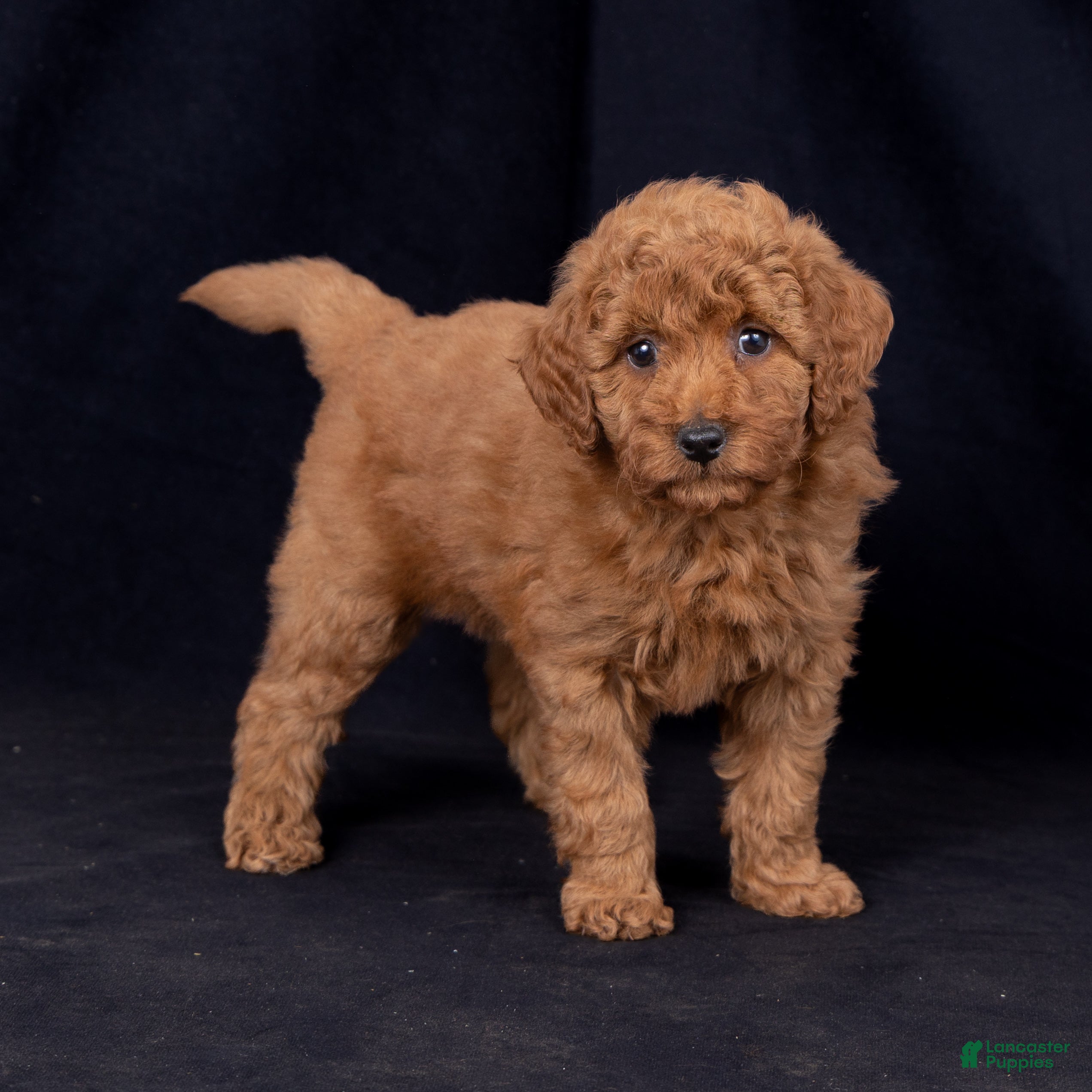 Mini Goldendoodle dogs Kelly - Ad 2