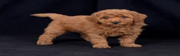 Mini Goldendoodle dogs for sale: Kelly - Ad 2