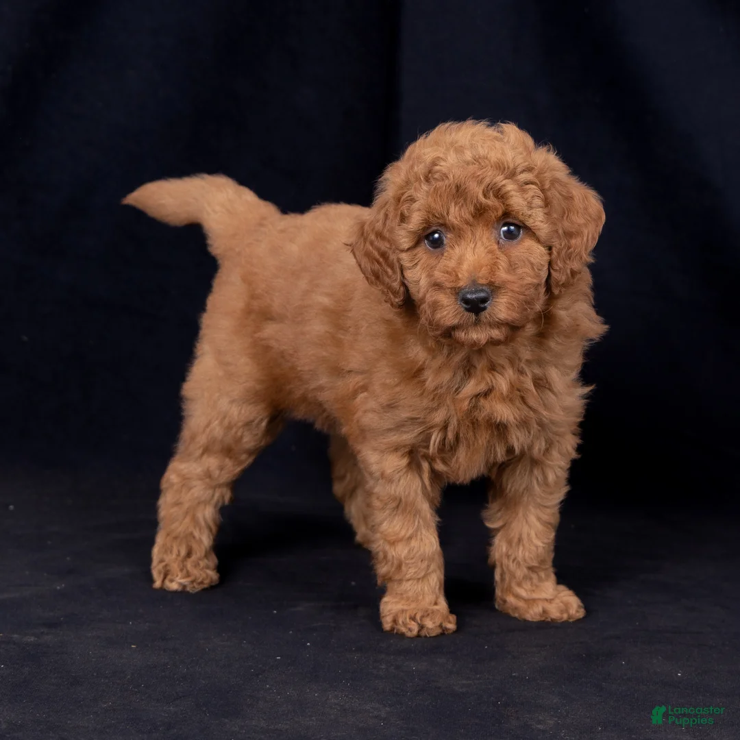 Mini Goldendoodle dogs for sale: Kelly - Ad 2