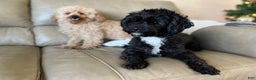 Yorkiepoo dogs for sale: Coco - Ad 10