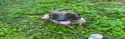 Belgian Malinois dogs for sale: Belgian Malinois 2 - Ad 9