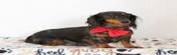 Miniature Dachshund dogs for sale: Marley - Ad 6
