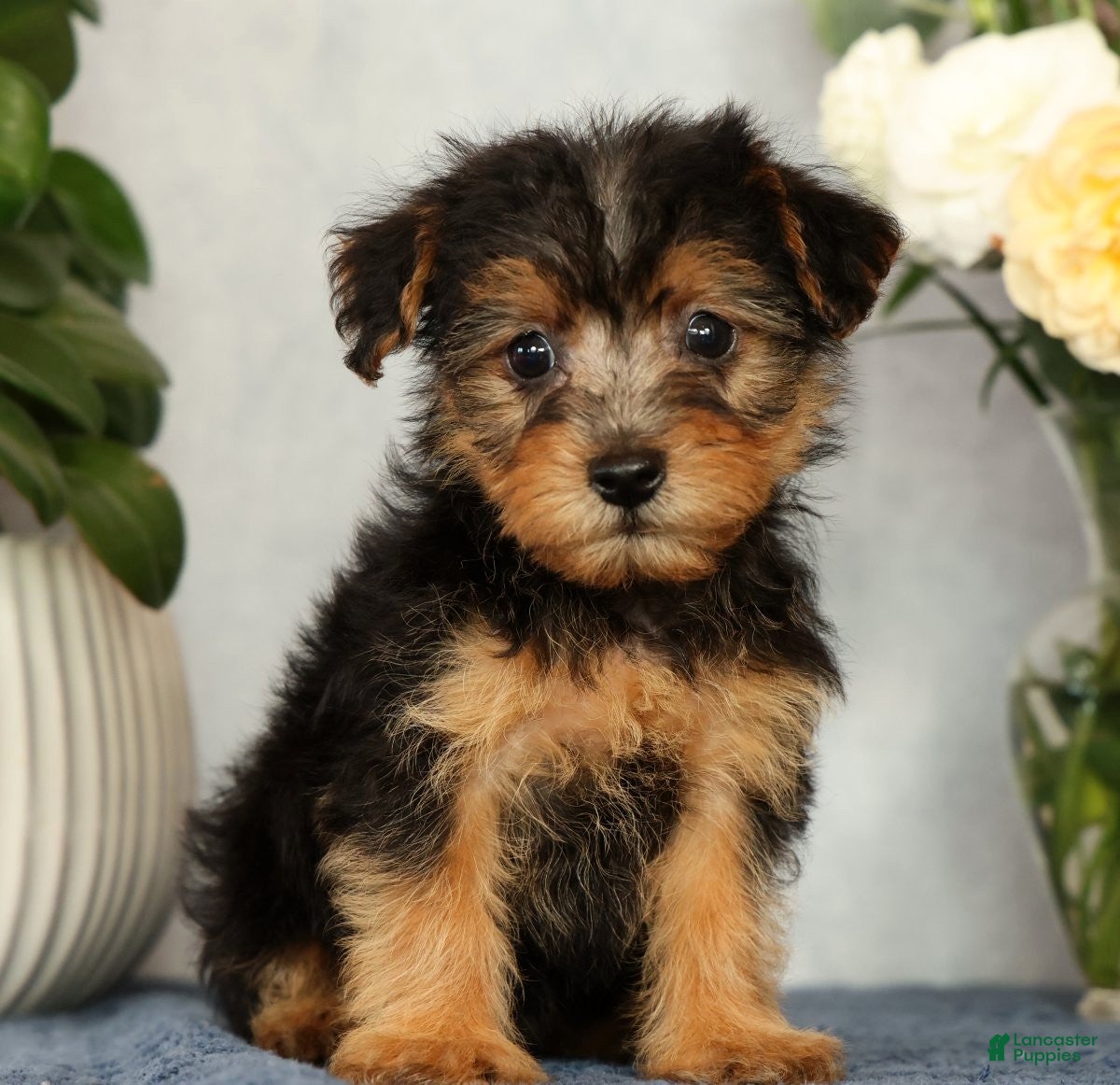Yorkiepoo dogs Mitch - Ad 1