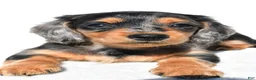 Miniature Dachshund dogs for sale: Angel - Ad 7