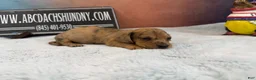 Miniature Dachshund dogs for sale: Smooth red brindle - Ad 10