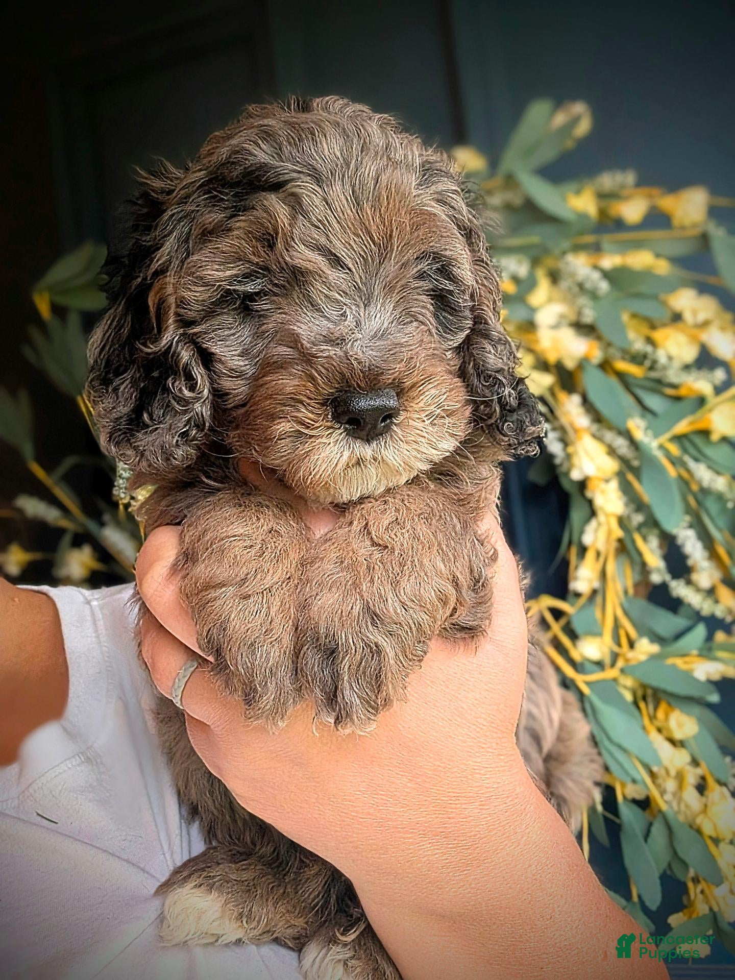 Cockapoo dogs for sale: Huck - Ad 21