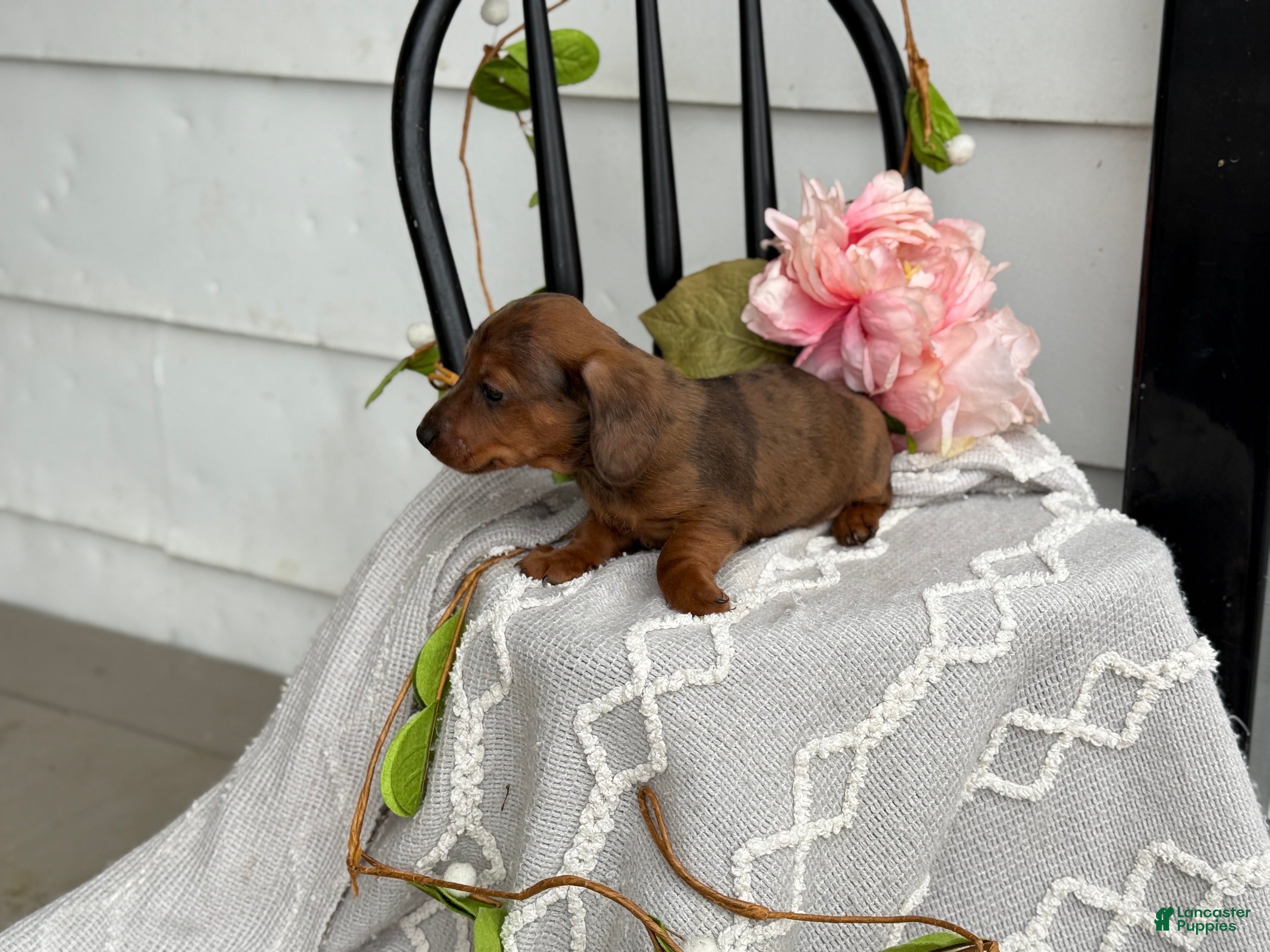 Miniature Dachshund dogs Dune - Ad 2