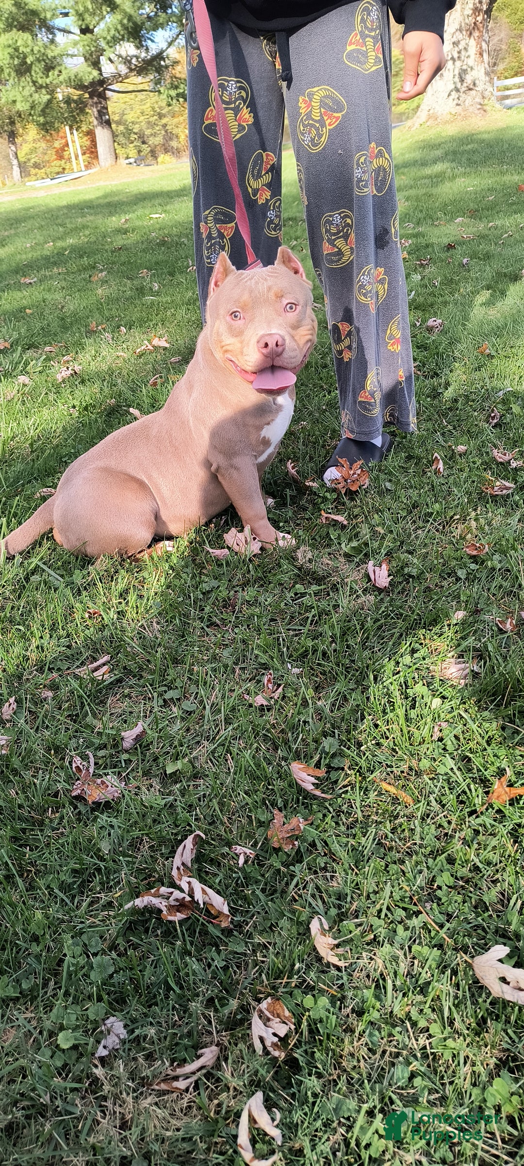 American Bully dogs for sale: American Bully Puppy 1 - Ad 3
