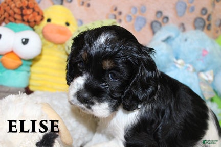 Cocker Spaniel dogs Elise - Ad 2