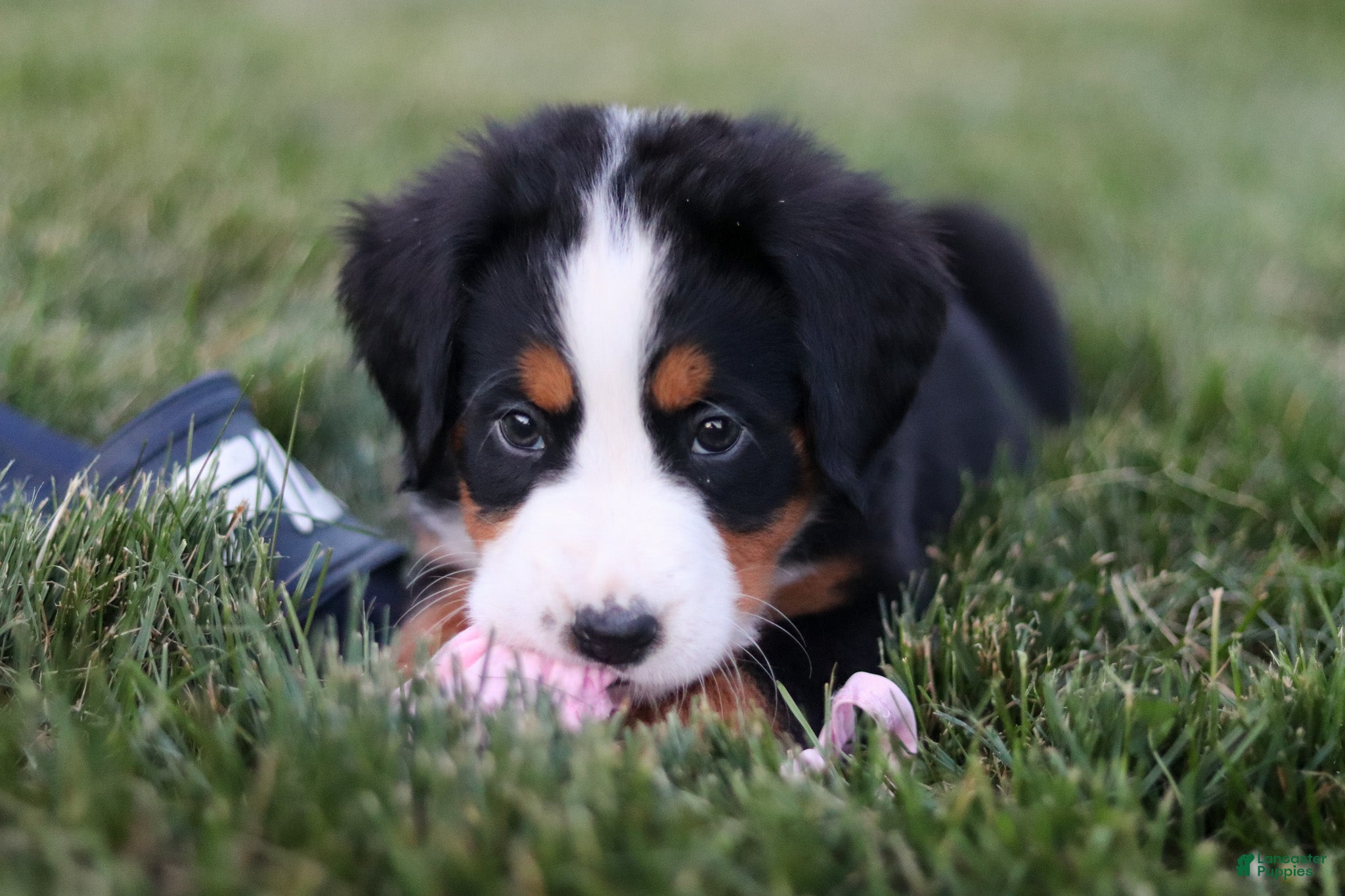Bernese Mountain Dog dogs Juliette - Ad 2