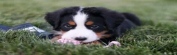 Bernese Mountain Dog dogs for sale: Juliette - Ad 2