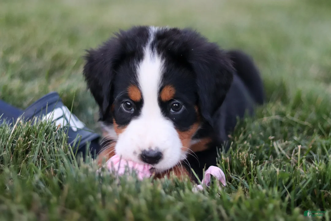 Bernese Mountain Dog dogs for sale: Juliette - Ad 2