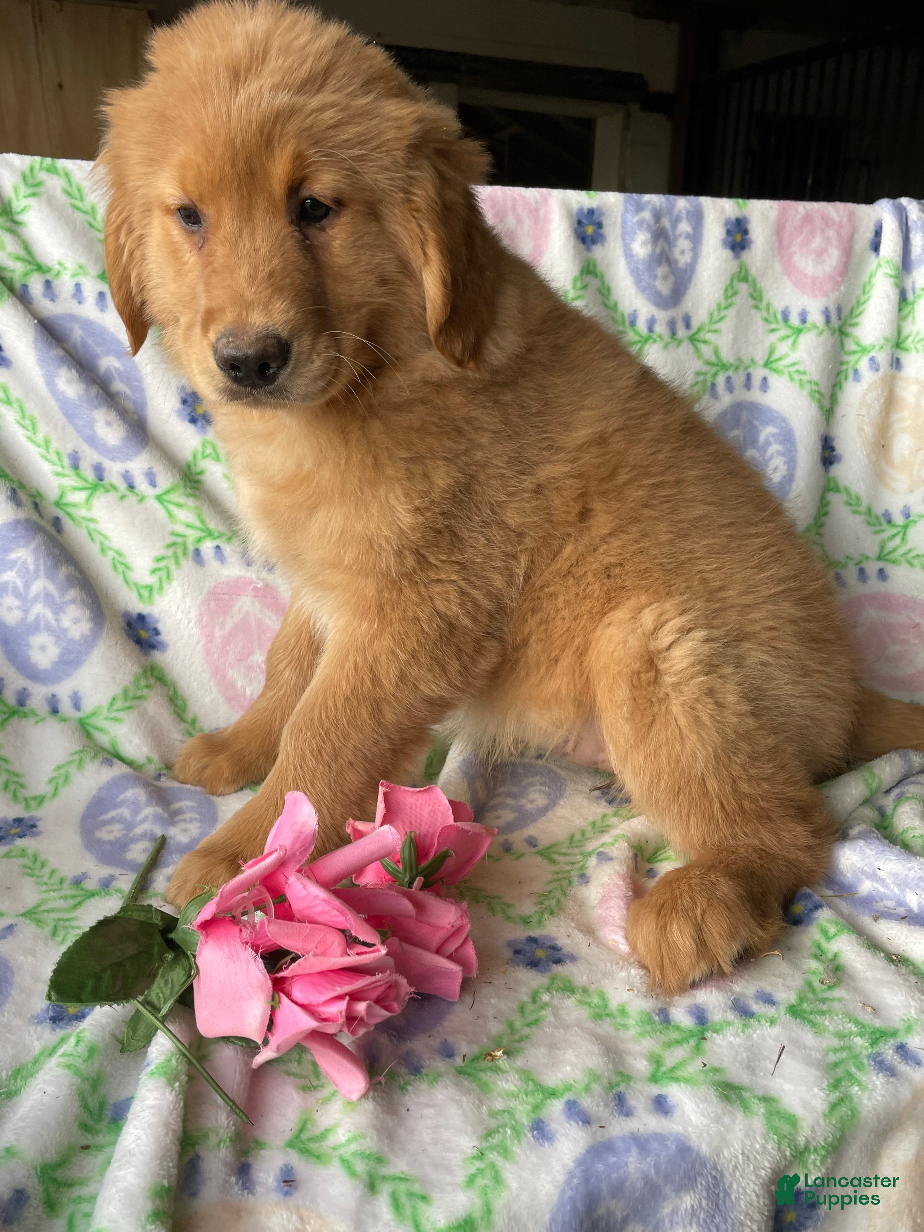 Golden Retriever dogs Honey - Ad 33