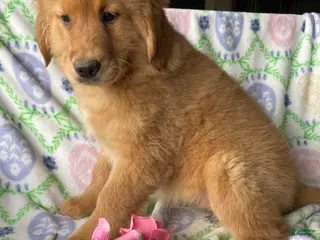 Golden Retriever dogs Honey - Ad 23