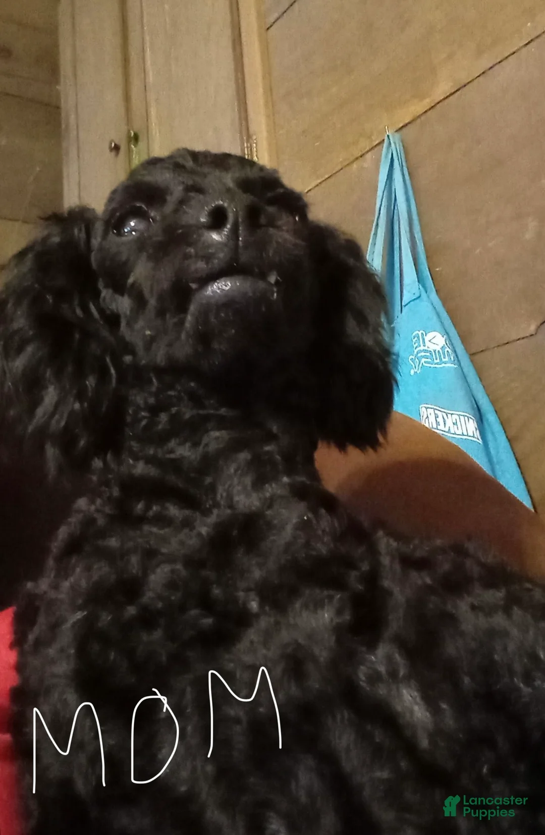 Toy Poodle dogs for sale: Puppy 1 - Ad 2