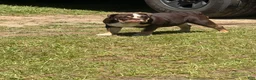 English Bulldog dogs for sale: English Bulldog Puppy 1 - Ad 4