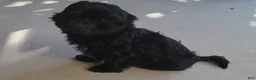 Shih Tzu dogs for sale: Sable - Ad 8