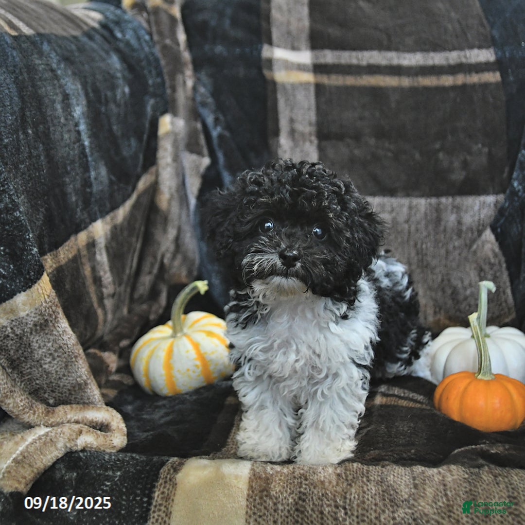 Toy Poodle dogs for sale: Kody - Ad 22