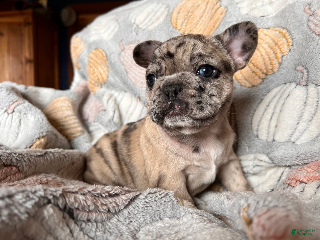 French Bulldog dogs for sale: French Bulldog -Bella  - Ad 2