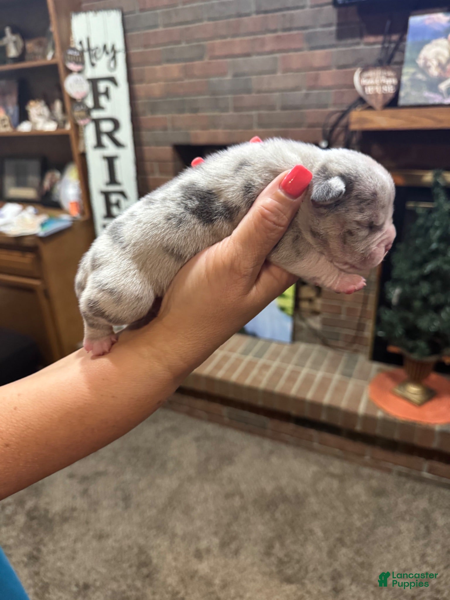 American Bully dogs American Bully Puppy 5 - Ad 19