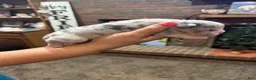 American Bully dogs for sale: American Bully Puppy 5 - Ad 1