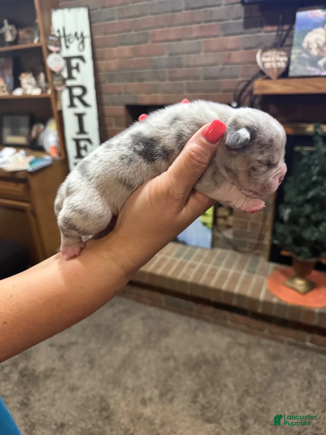 American Bully dogs for sale: American Bully Puppy 5 - Ad 1