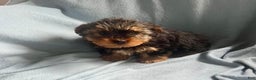 Yorkshire Terrier dogs for sale:  Cory  - Ad 4