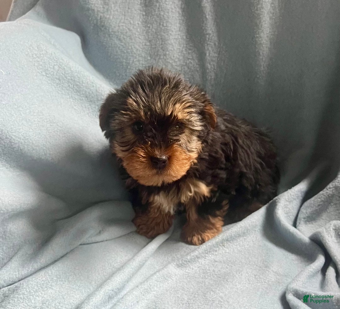 Yorkshire Terrier dogs for sale:  Cory  - Ad 4