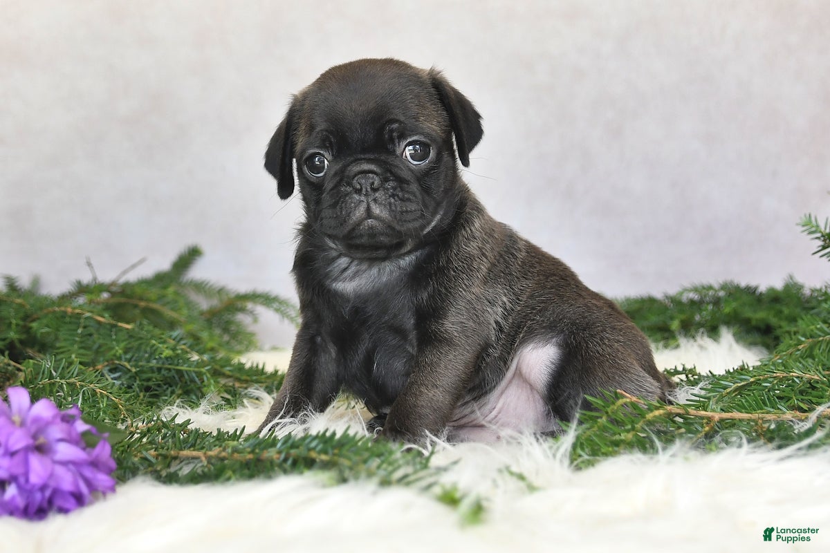 Pug dogs Jem - Ad 2