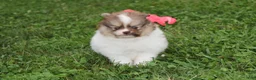 Pomeranian dogs for sale: Bentley  - Ad 7