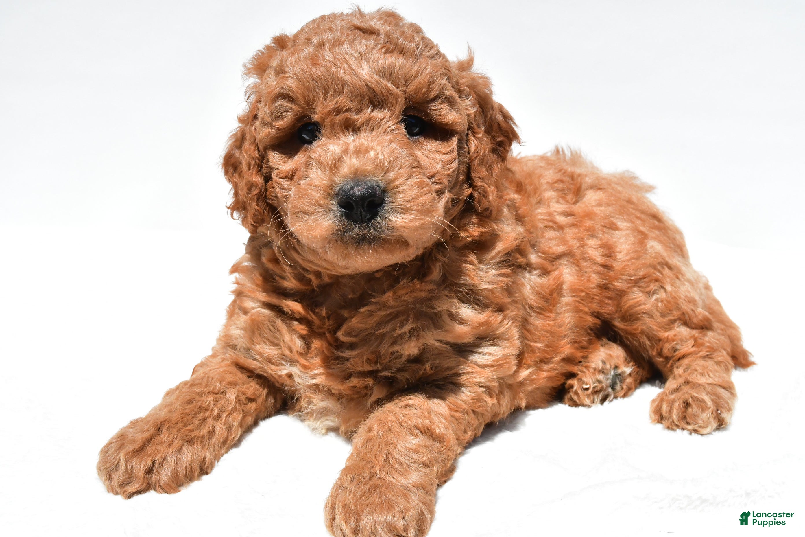 Mini Goldendoodle dogs Hayes - Ad 2