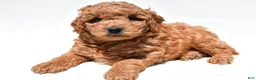 Mini Goldendoodle dogs for sale: Hayes - Ad 2