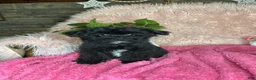 Yorkiepoo dogs for sale: Bubbles  - Ad 5