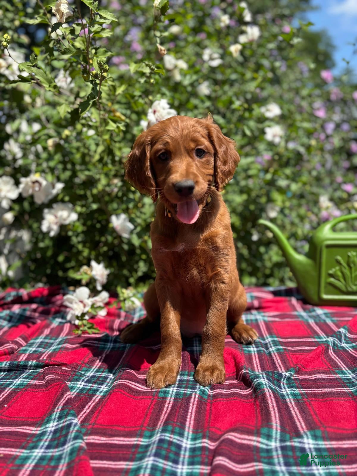 Mixed Breed dogs Summer - Irish Goldendoodle  - Ad 1
