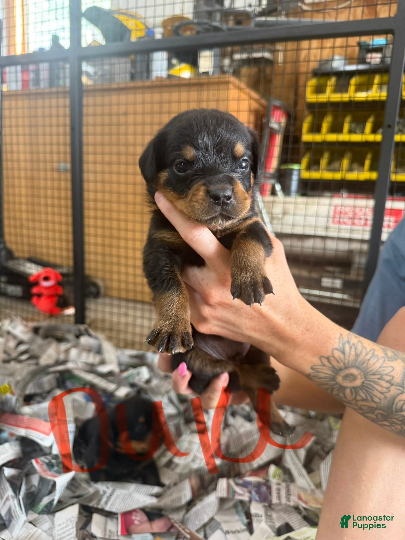 Rottweiler dogs Rottweiler 8 - Ad 7